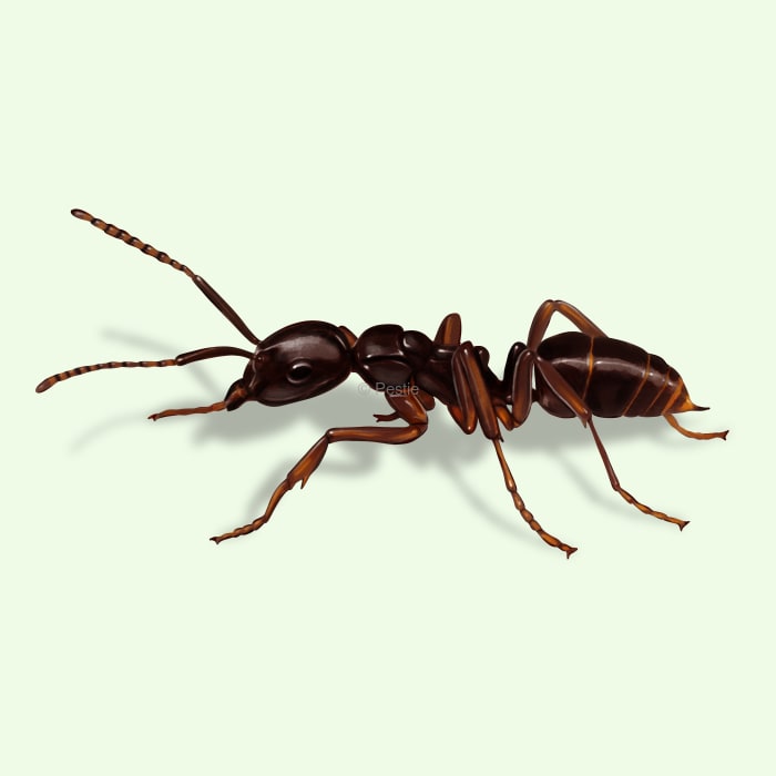 Illustration of a Asian Needle Ant.