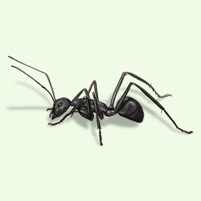 Illustration of a Carpenter Ant.