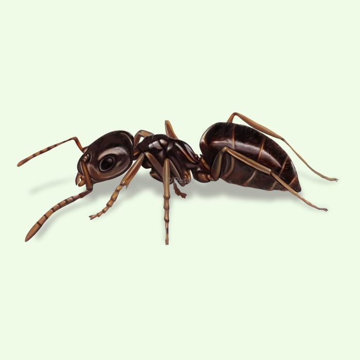 How to identify and get rid of dark rover ants