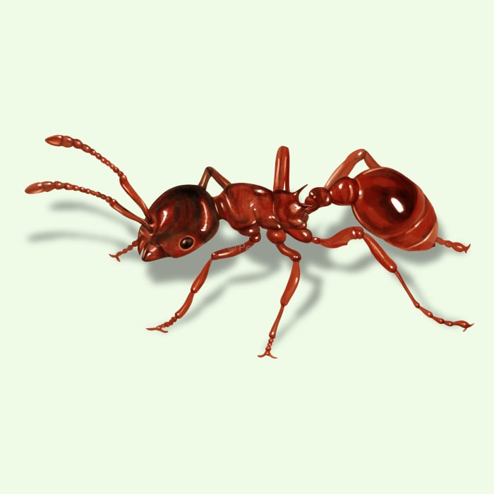 Illustration of a European Fire Ant.