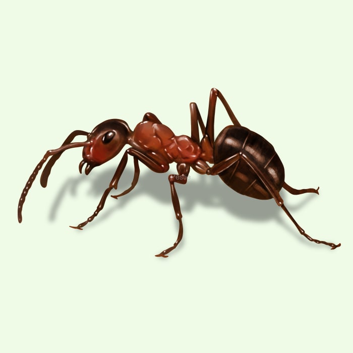 Illustration of a Field Ant.