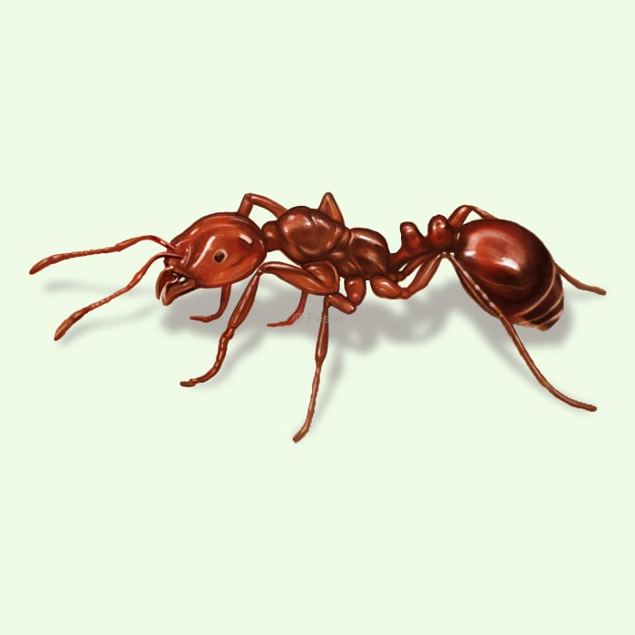 How to identify and get rid of fire ants