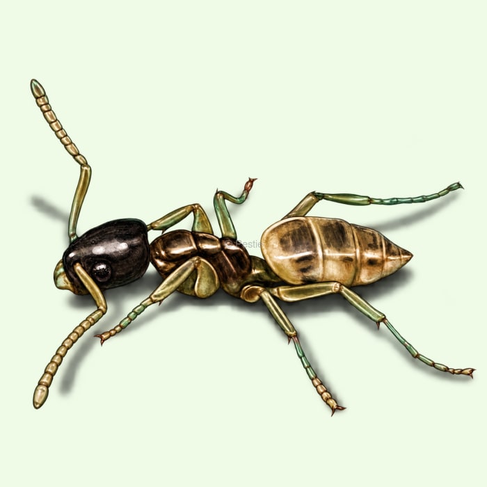 Illustration of a Ghost Ant.