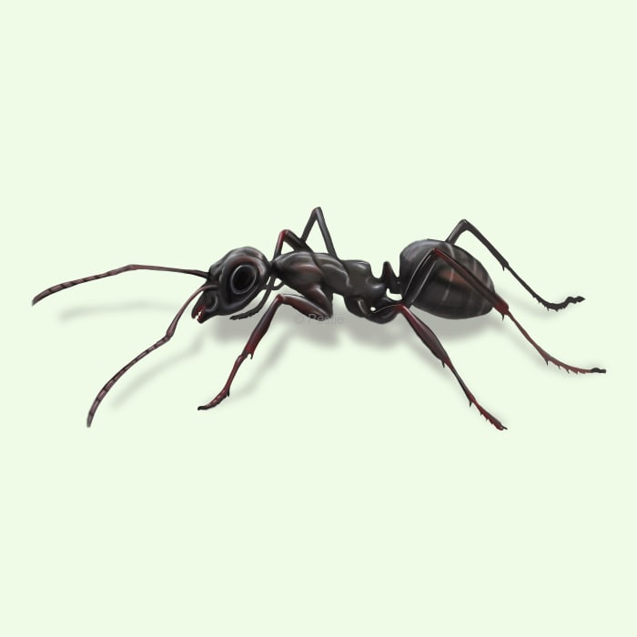 Illustration of a Pavement Ant.