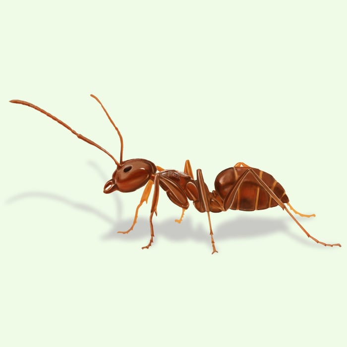 Illustration of a Yellow Crazy Ant.