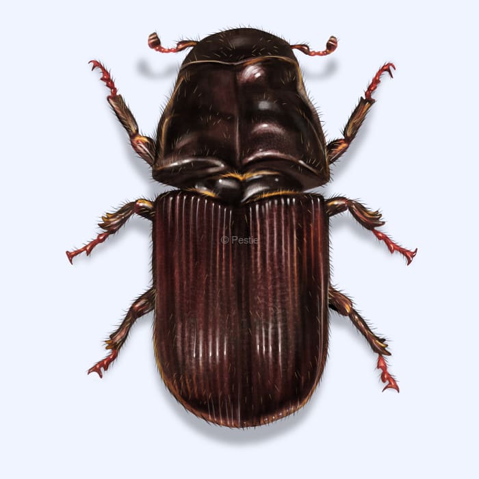 Illustration of a Bark Beetle.