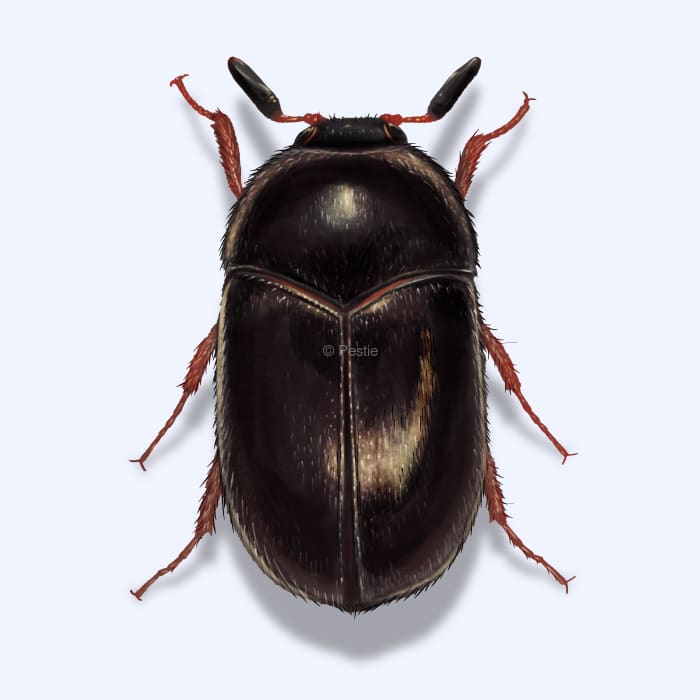 Illustration of a Black Carpet Beetle.