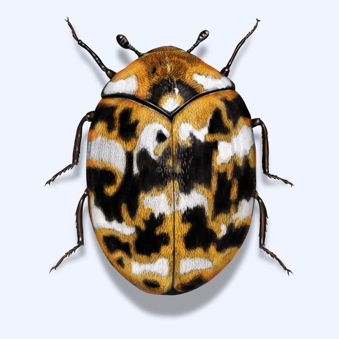 Illustration of a Carpet Beetle.