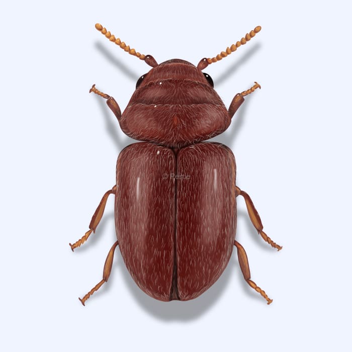 Illustration of a Cigarette Beetle.