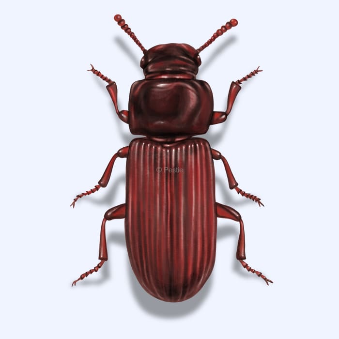 Illustration of a Confused Flour Beetle.