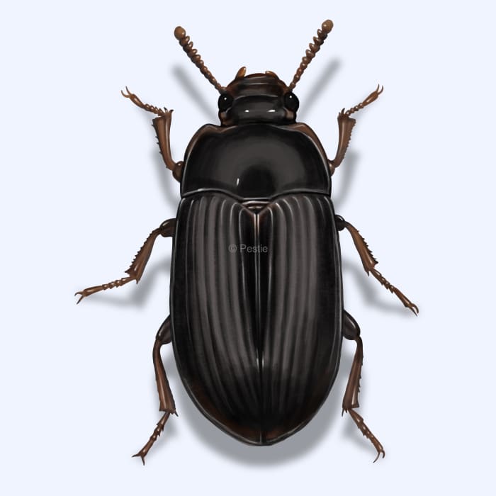 Illustration of a Darkling Beetle.