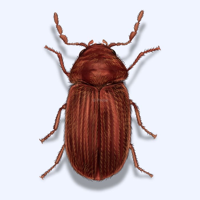 Illustration of a Drugstore Beetle.