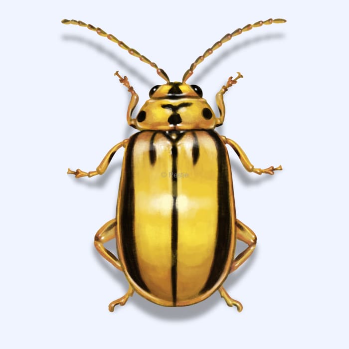 Illustration of a Elm Leaf Beetle.