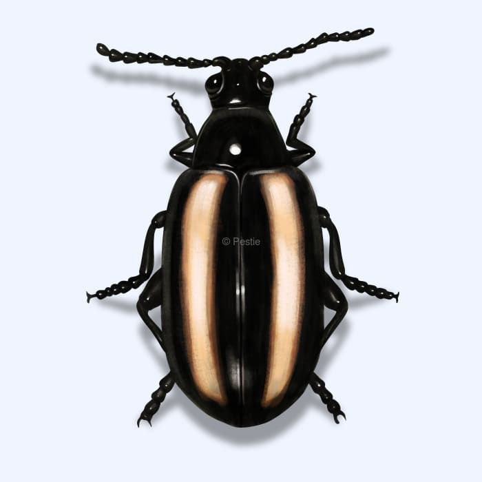 Illustration of a Flea Beetle.