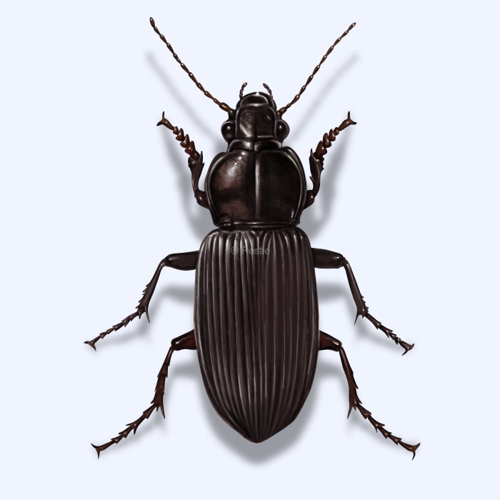 Illustration of a Ground Beetle.