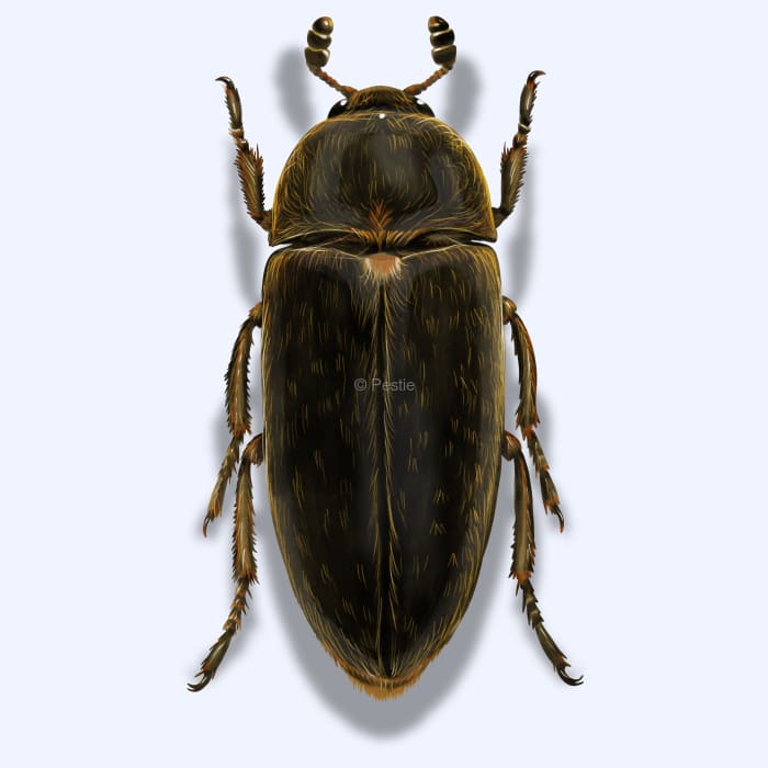 Illustration of a Hide Beetle.