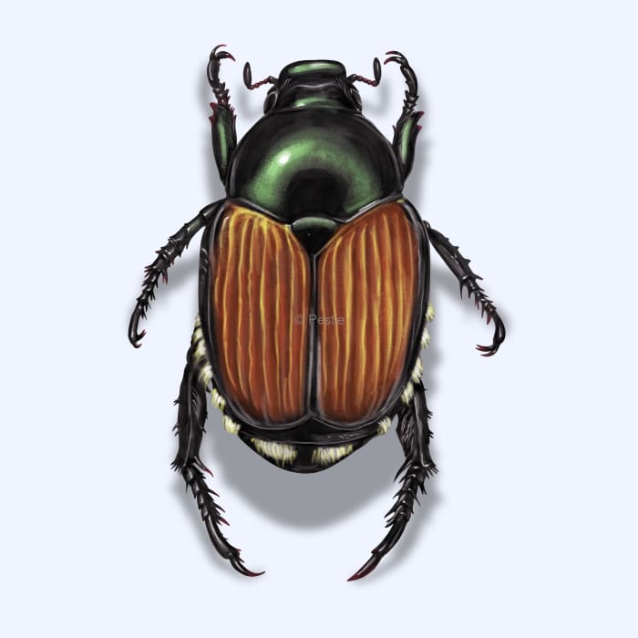 Illustration of a Japanese Beetle.