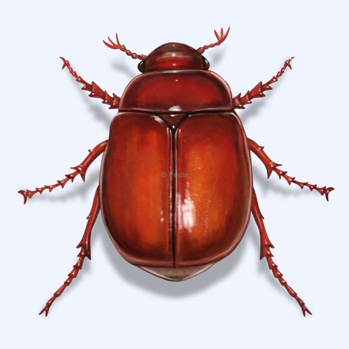 Illustration of a June Beetle.