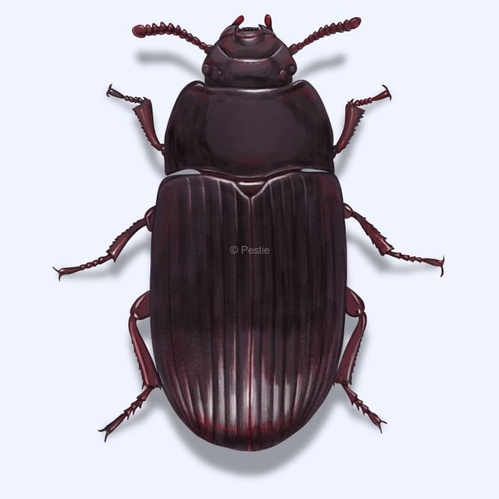 Illustration of a Litter Beetle.