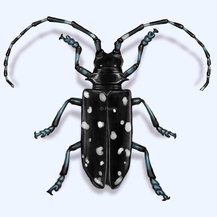 Illustration of a Longhorn Beetle.