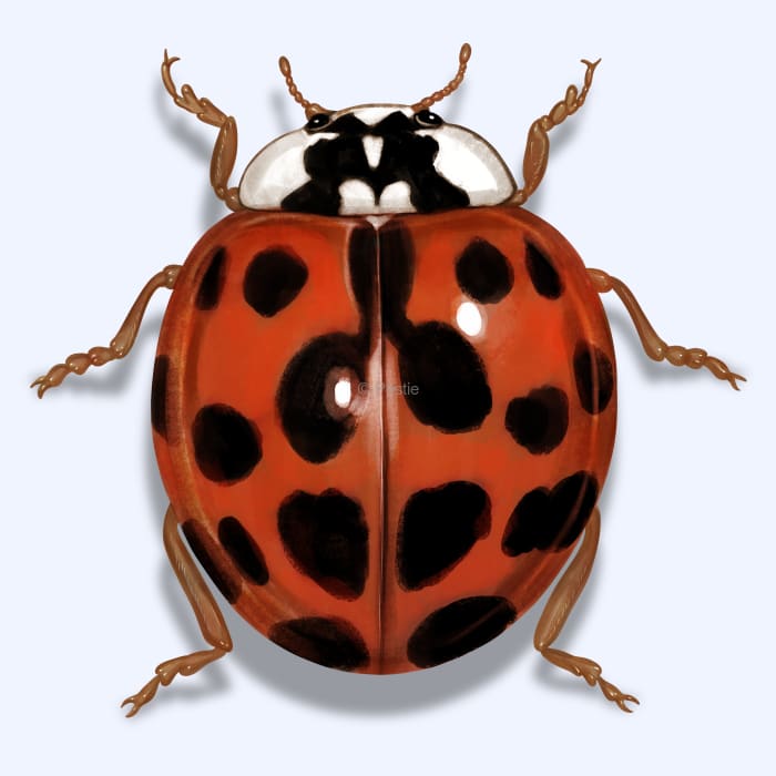 Illustration of a Lady Beetle.