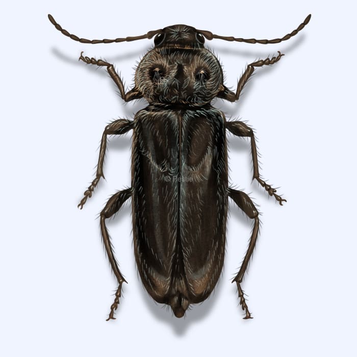 Illustration of a Old House Borer.