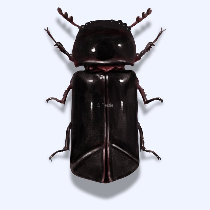 Illustration of a Powderpost Beetle.