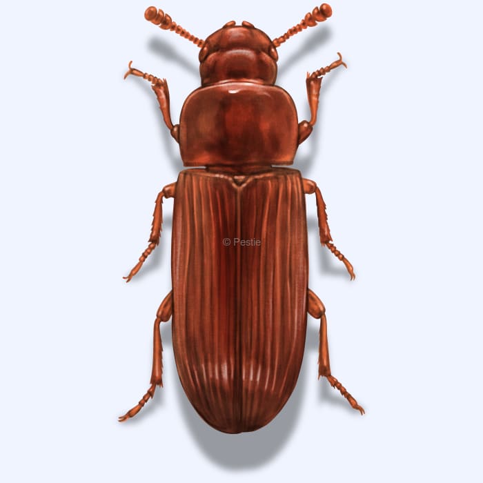 How to identify and get rid of red flour beetles