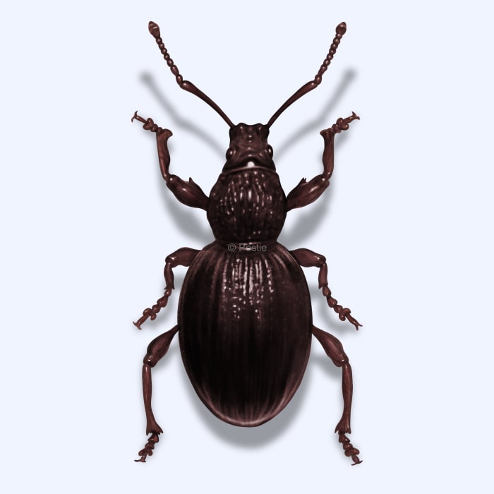 Illustration of a Root Weevil.