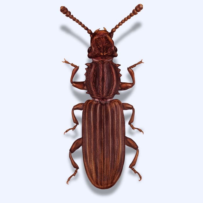 Illustration of a Sawtoothed Grain Beetle.