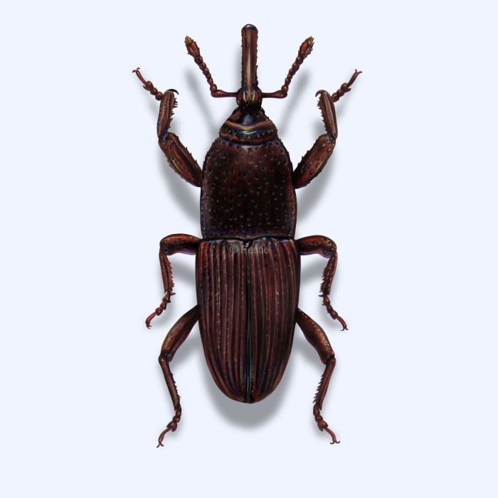 Illustration of a Wheat Weevil.