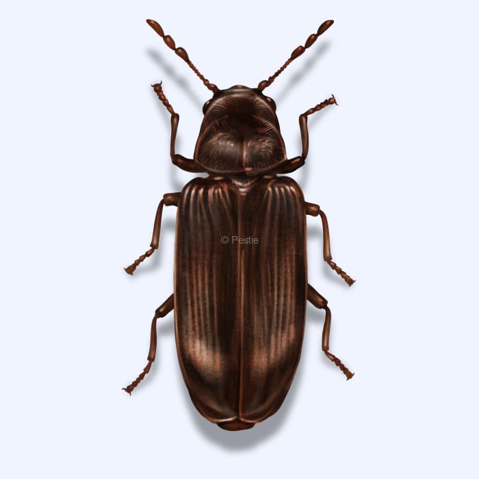 Illustration of a Wood-Boring-Beetle.