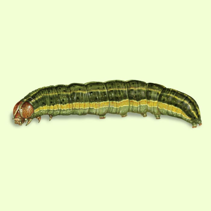 Illustration of a Caterpillar.