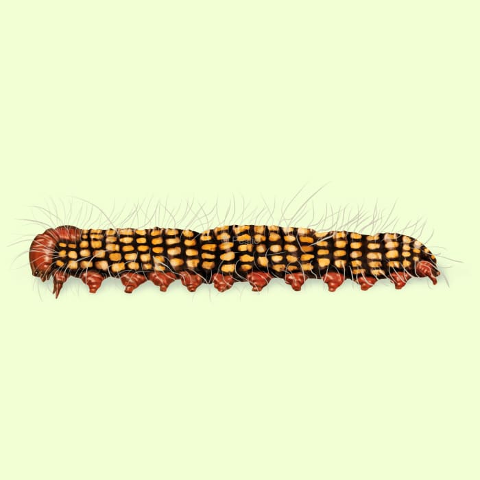 Illustration of a Azalea Caterpillar.