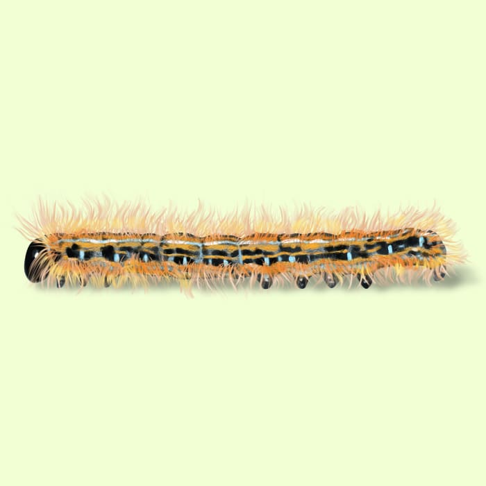 Illustration of a Eastern Tent Caterpillar.