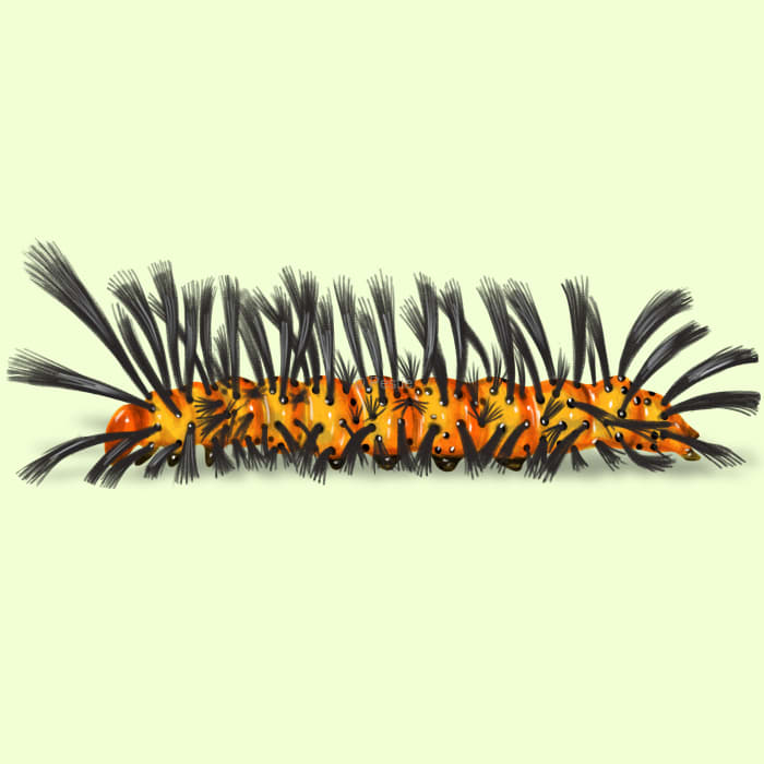 Illustration of a Oleander Caterpillar.