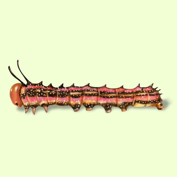 Illustration of a Striped Oakworm.