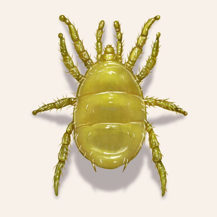 Illustration of a Broad Mite.