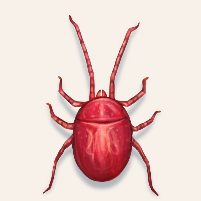 Illustration of a Clover Mite.