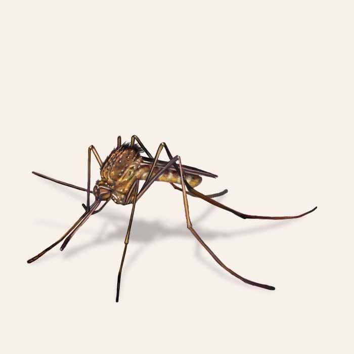 Illustration of a Common House Mosquito.