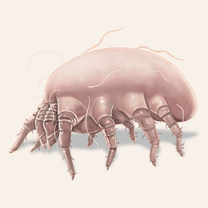 Illustration of a Dust Mite.