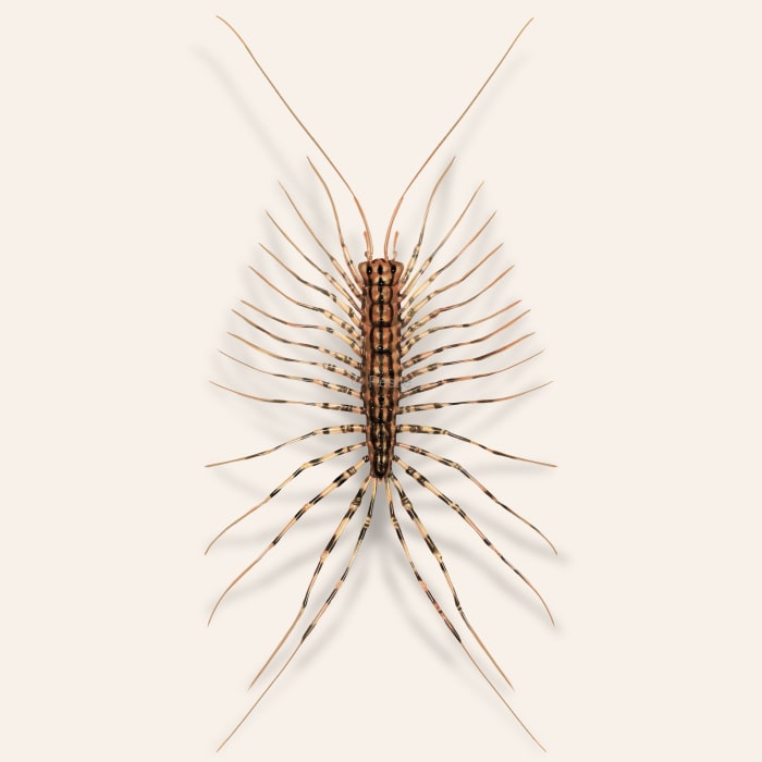 Illustration of a House Centipede.