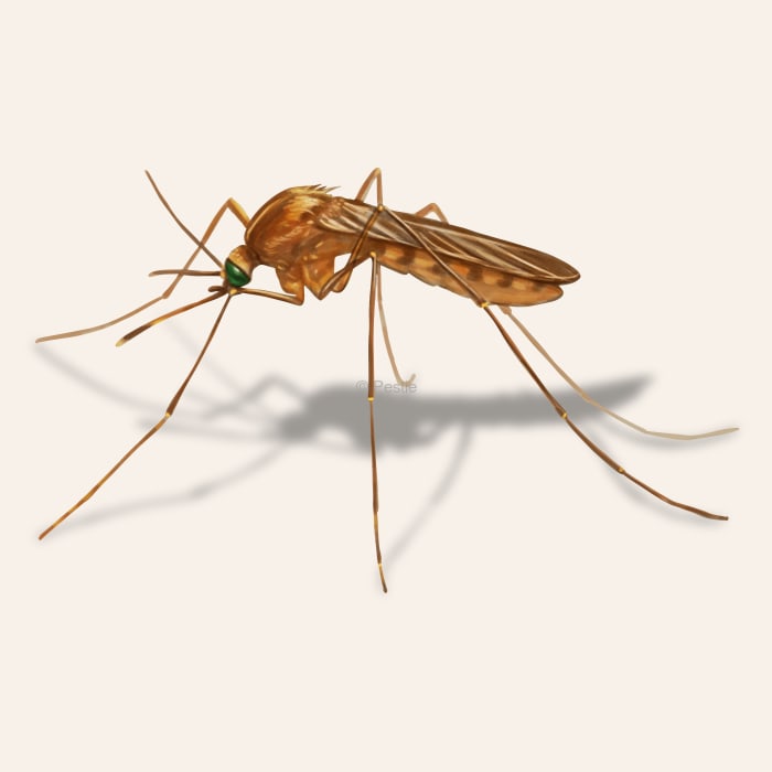 Illustration of a Mosquito.