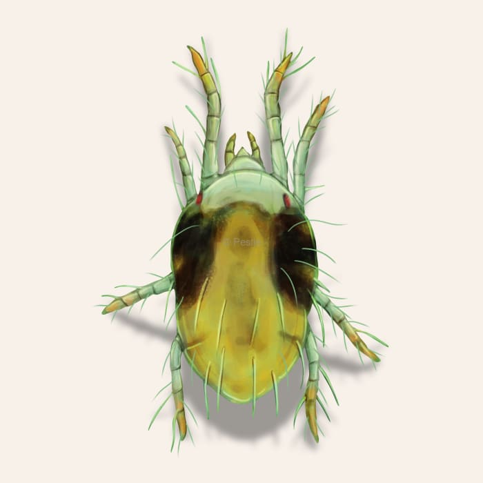 Illustration of a Spider Mite.