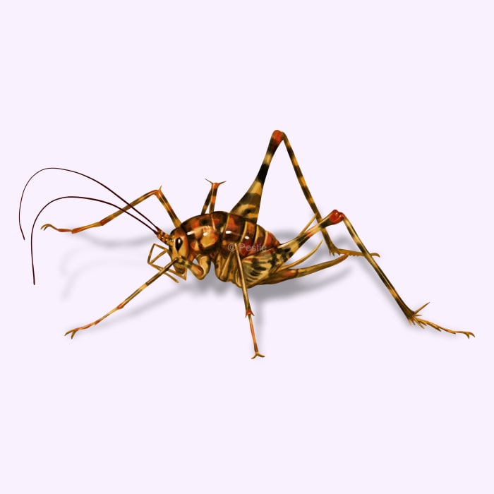 Illustration of a Camel Cricket.