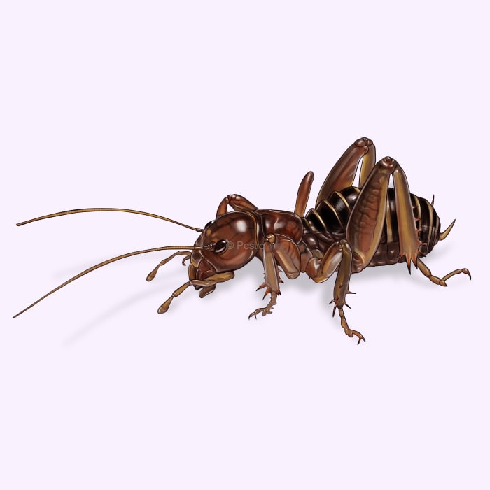 Illustration of a Jerusalem Cricket.