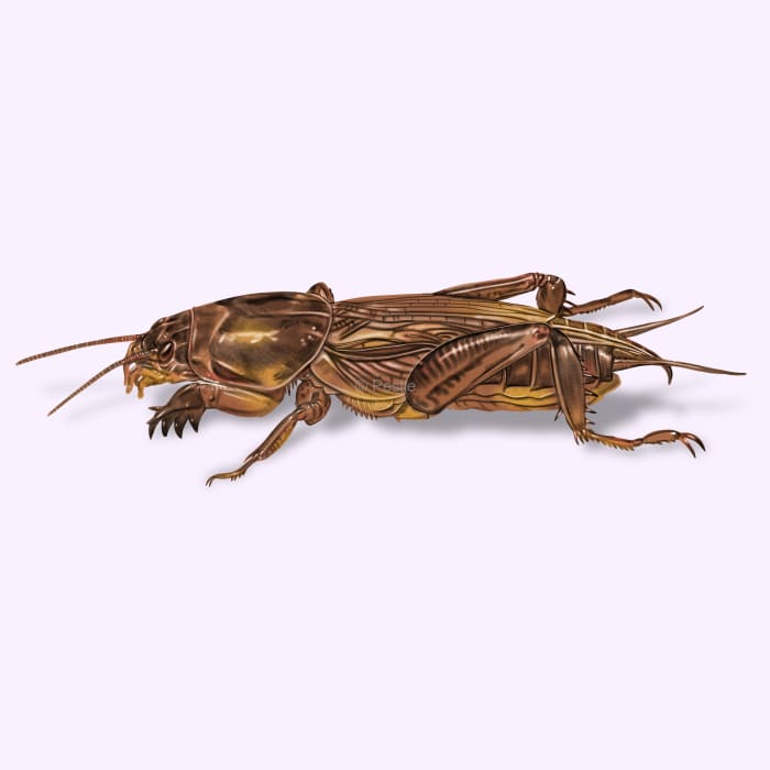 Illustration of a Mole Cricket.