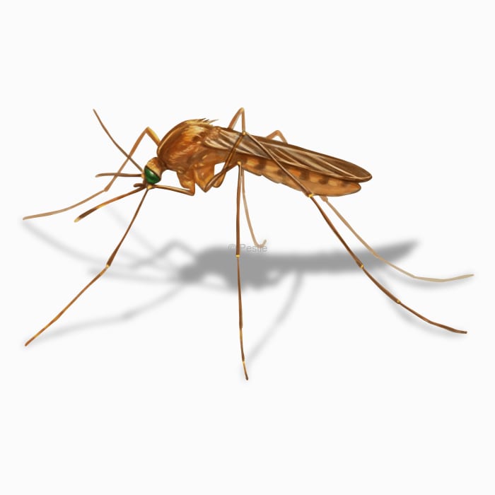 Illustration of a Anopheles Mosquito.