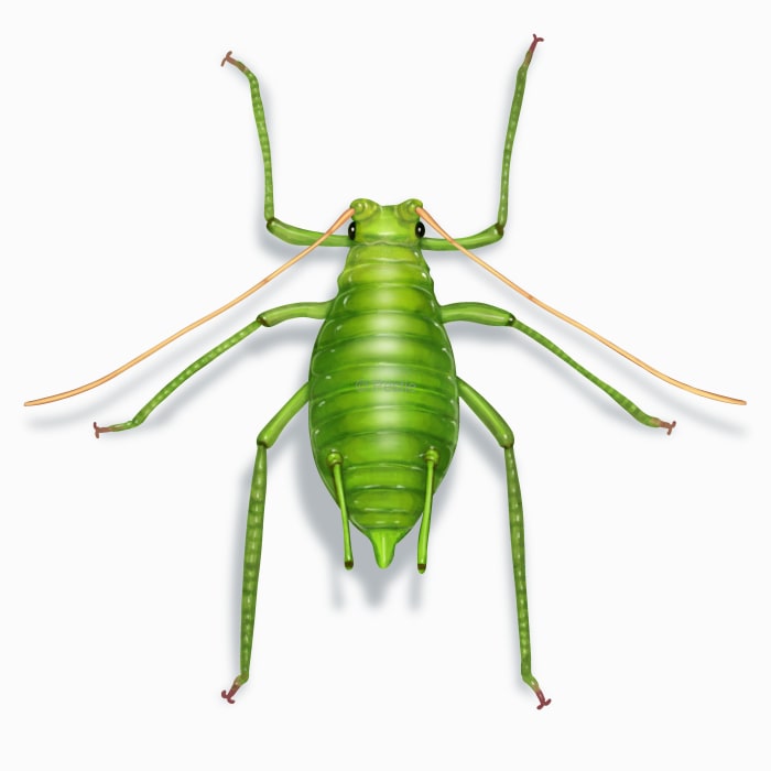 Illustration of a Aphid.