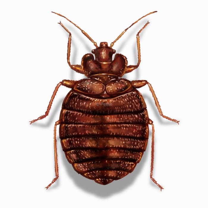 Illustration of a Bed Bug.